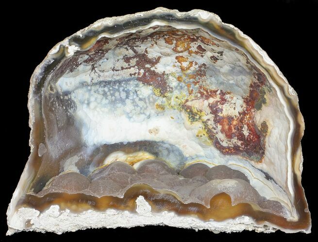 Agatized Fossil Coral (Botryoidal Chalcedony) - Florida #56086